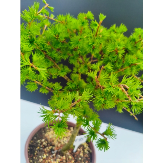 Żywe Drzewko Bonsai Modrzew Europejski Larix Decidua Prezent 11-letni 195