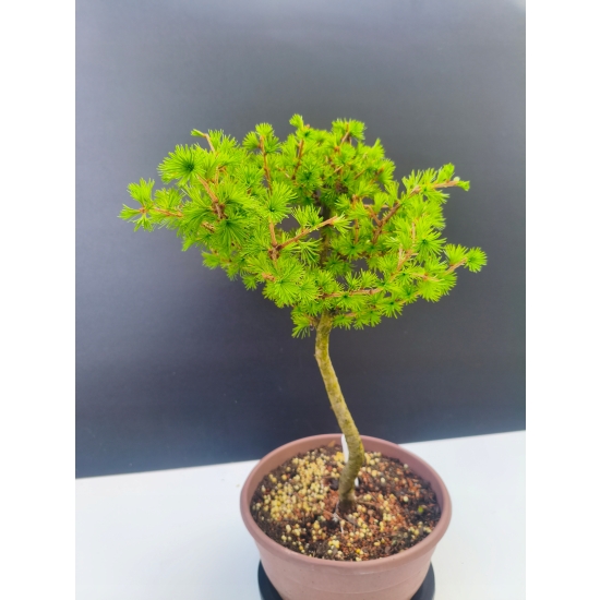 Żywe Drzewko Bonsai Modrzew Europejski Larix Decidua Prezent 11-letni 195