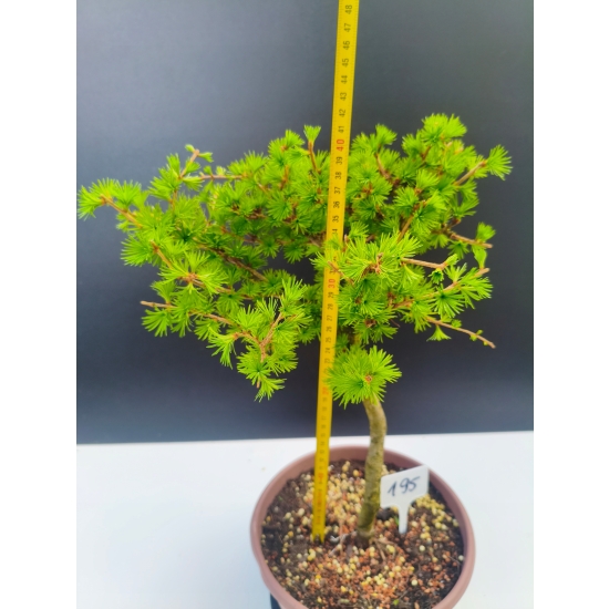 Żywe Drzewko Bonsai Modrzew Europejski Larix Decidua Prezent 11-letni 195