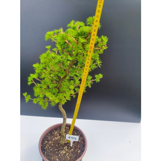 Żywe Drzewko Bonsai Modrzew Europejski Larix Decidua Prezent 11-letni 194