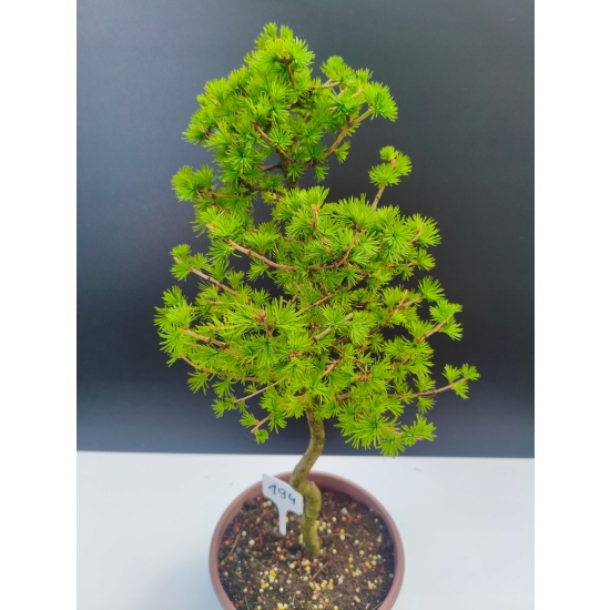 Żywe Drzewko Bonsai Modrzew Europejski Larix Decidua Prezent 11-letni 194