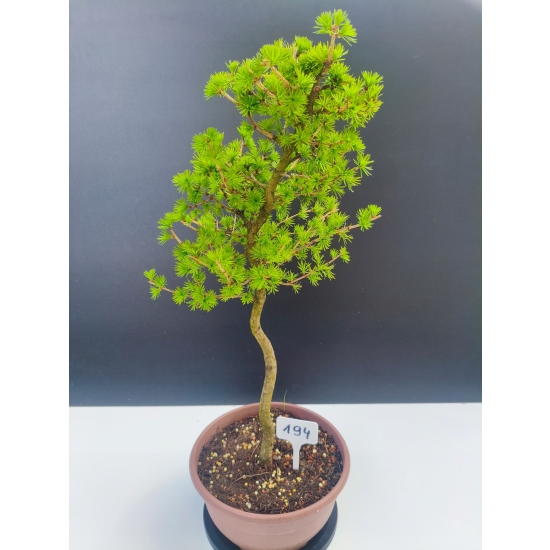 Żywe Drzewko Bonsai Modrzew Europejski Larix Decidua Prezent 11-letni 194