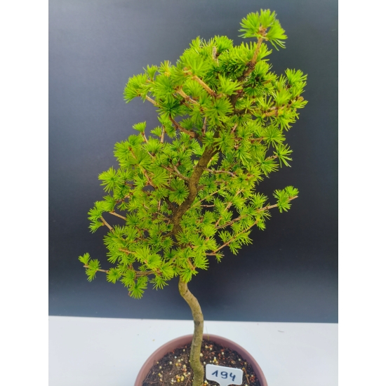 Żywe Drzewko Bonsai Modrzew Europejski Larix Decidua Prezent 11-letni 194