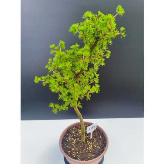 Żywe Drzewko Bonsai Modrzew Europejski Larix Decidua Prezent 11-letni 194