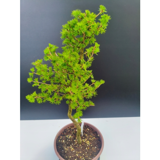 Żywe Drzewko Bonsai Modrzew Europejski Larix Decidua Prezent 11-letni 194