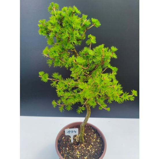 Żywe Drzewko Bonsai Modrzew Europejski Larix Decidua Prezent 11-letni 194