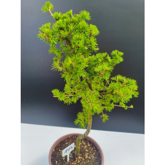 Żywe Drzewko Bonsai Modrzew Europejski Larix Decidua Prezent 11-letni 194