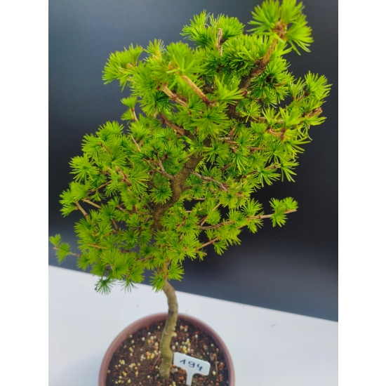 Żywe Drzewko Bonsai Modrzew Europejski Larix Decidua Prezent 11-letni 194