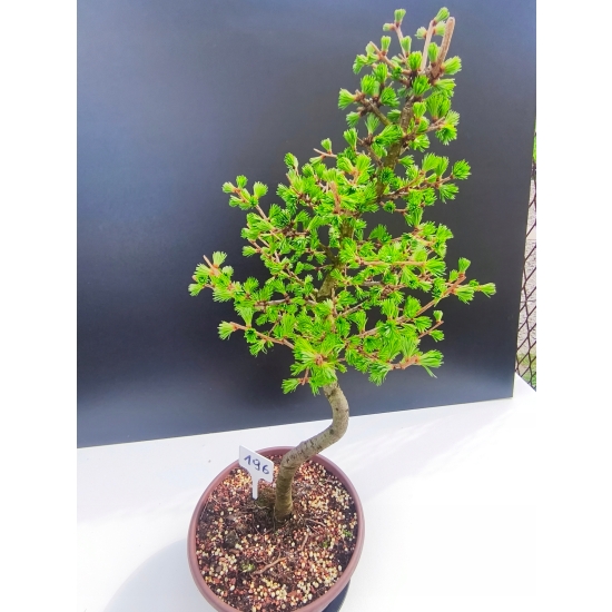 Żywe Drzewko Bonsai Modrzew Europejski Larix Decidua Prezent 11-letni 196