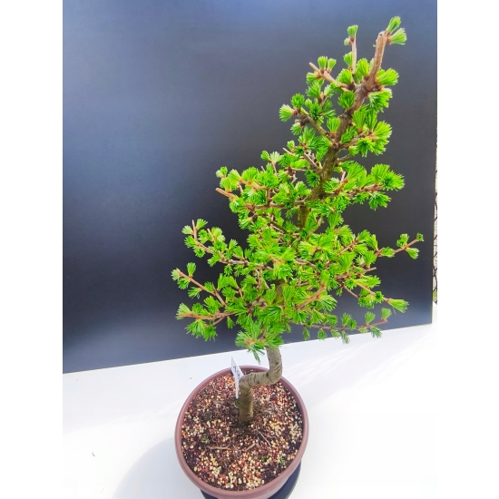Żywe Drzewko Bonsai Modrzew Europejski Larix Decidua Prezent 11-letni 196