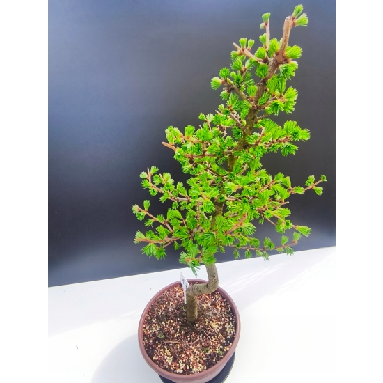 Żywe Drzewko Bonsai Modrzew Europejski Larix Decidua Prezent 11-letni 196
