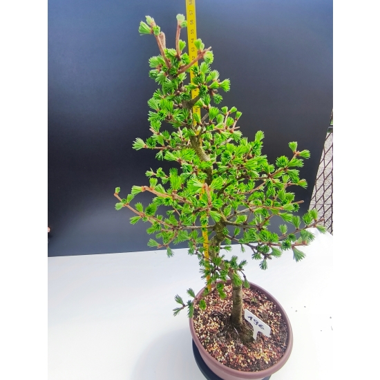 Żywe Drzewko Bonsai Modrzew Europejski Larix Decidua Prezent 11-letni 196