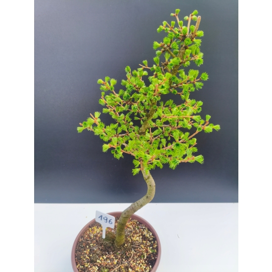 Żywe Drzewko Bonsai Modrzew Europejski Larix Decidua Prezent 11-letni 196