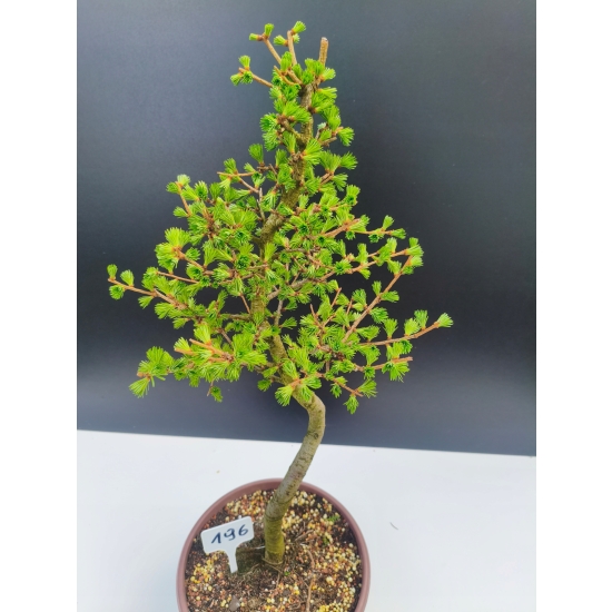 Żywe Drzewko Bonsai Modrzew Europejski Larix Decidua Prezent 11-letni 196