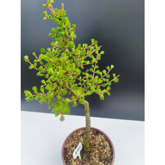 Żywe Drzewko Bonsai Modrzew Europejski Larix Decidua Prezent 11-letni 196