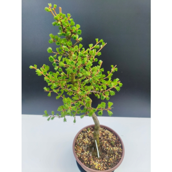 Żywe Drzewko Bonsai Modrzew Europejski Larix Decidua Prezent 11-letni 196