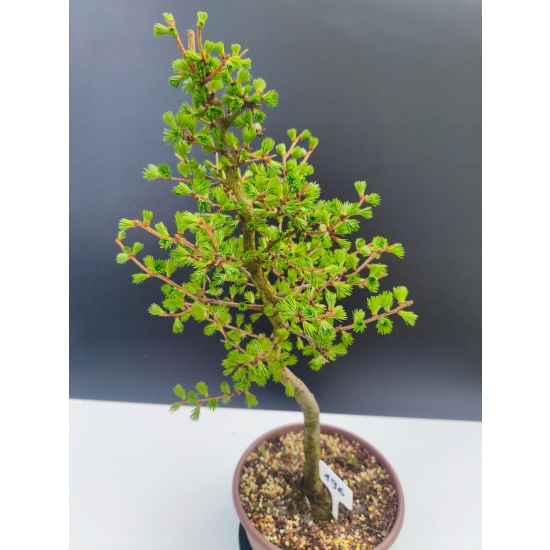 Żywe Drzewko Bonsai Modrzew Europejski Larix Decidua Prezent 11-letni 196