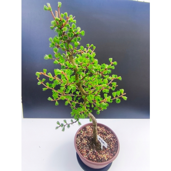 Żywe Drzewko Bonsai Modrzew Europejski Larix Decidua Prezent 11-letni 196