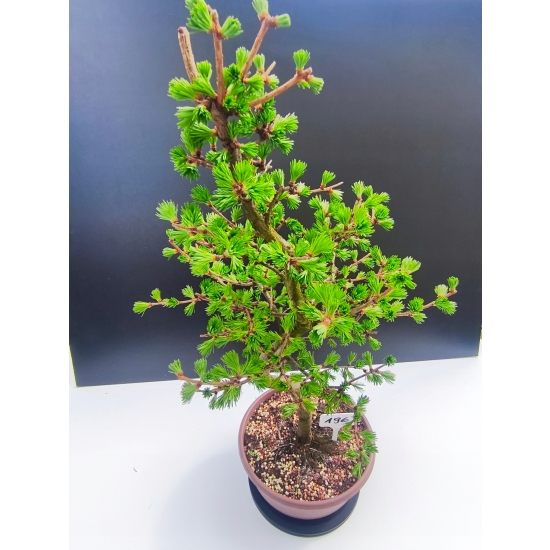 Żywe Drzewko Bonsai Modrzew Europejski Larix Decidua Prezent 11-letni 196