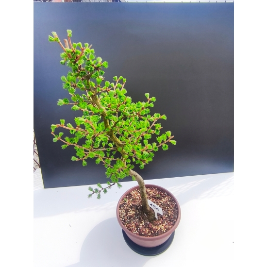 Żywe Drzewko Bonsai Modrzew Europejski Larix Decidua Prezent 11-letni 196