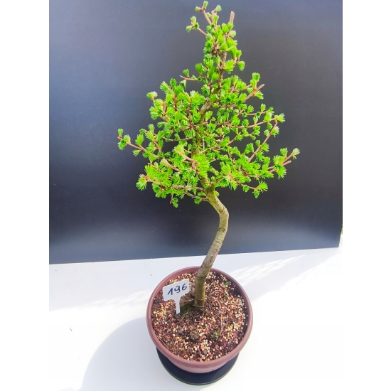 Żywe Drzewko Bonsai Modrzew Europejski Larix Decidua Prezent 11-letni 196
