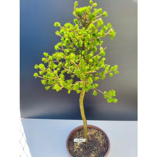 Żywe Drzewko Bonsai Modrzew Europejski Larix Decidua Prezent 11-letni 198