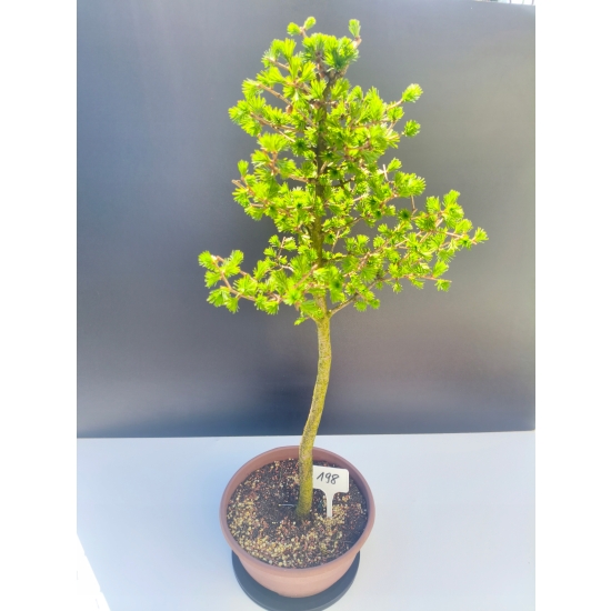 Żywe Drzewko Bonsai Modrzew Europejski Larix Decidua Prezent 11-letni 198