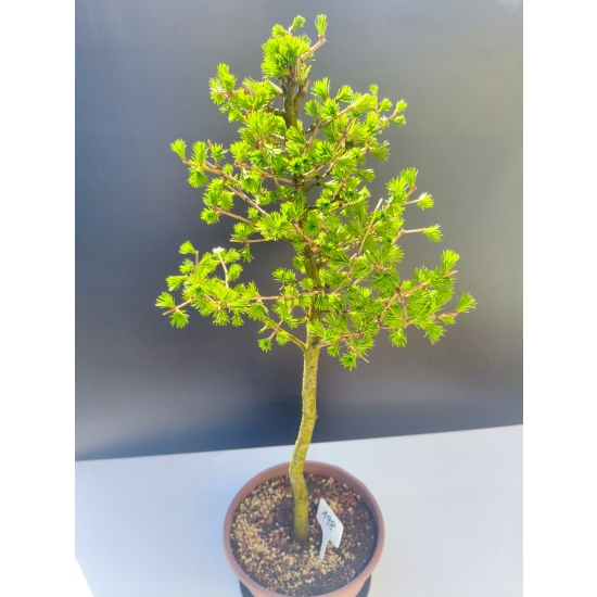 Żywe Drzewko Bonsai Modrzew Europejski Larix Decidua Prezent 11-letni 198