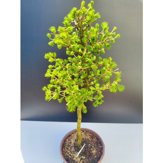 Żywe Drzewko Bonsai Modrzew Europejski Larix Decidua Prezent 11-letni 198