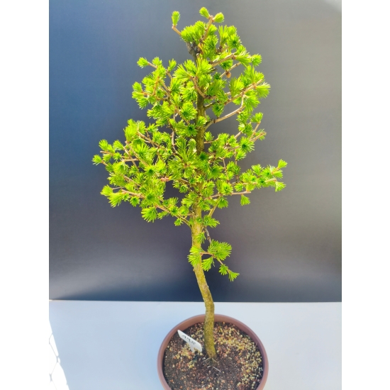 Żywe Drzewko Bonsai Modrzew Europejski Larix Decidua Prezent 11-letni 198