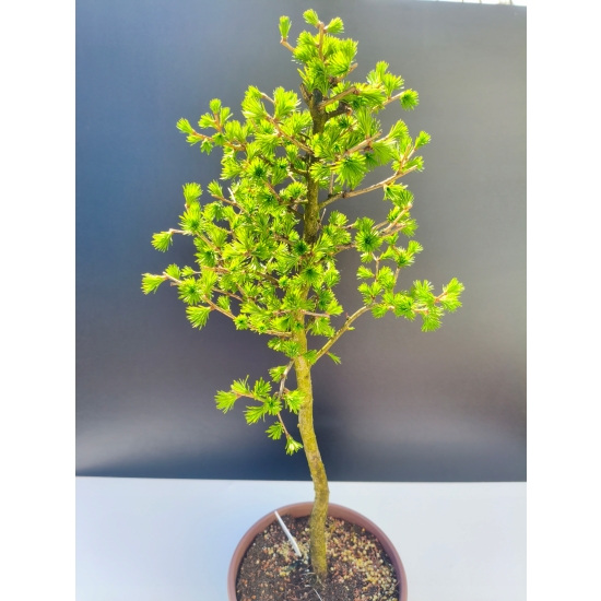 Żywe Drzewko Bonsai Modrzew Europejski Larix Decidua Prezent 11-letni 198