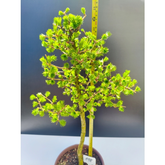 Żywe Drzewko Bonsai Modrzew Europejski Larix Decidua Prezent 11-letni 198