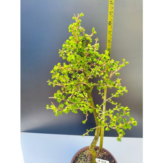 Żywe Drzewko Bonsai Modrzew Europejski Larix Decidua Prezent 11-letni 197
