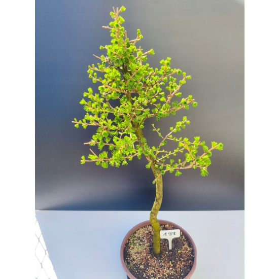 Żywe Drzewko Bonsai Modrzew Europejski Larix Decidua Prezent 11-letni 197