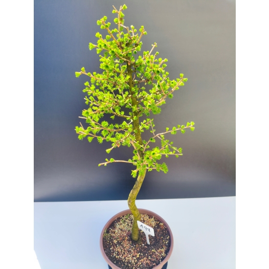 Żywe Drzewko Bonsai Modrzew Europejski Larix Decidua Prezent 11-letni 197