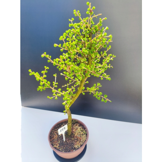 Żywe Drzewko Bonsai Modrzew Europejski Larix Decidua Prezent 11-letni 197