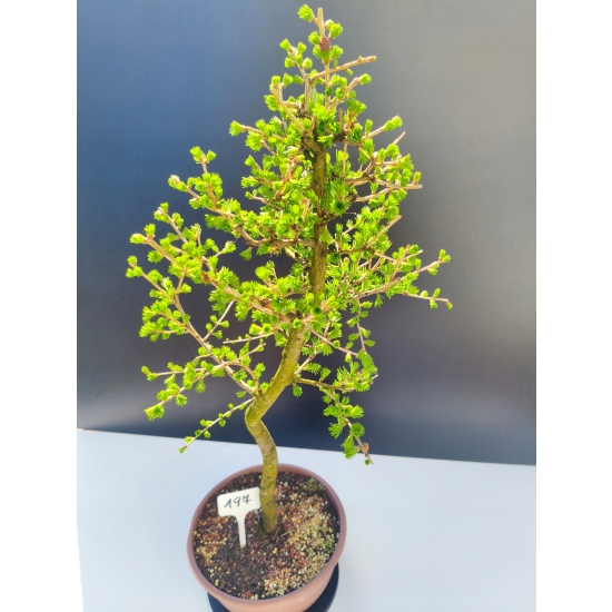 Żywe Drzewko Bonsai Modrzew Europejski Larix Decidua Prezent 11-letni 197