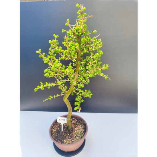 Żywe Drzewko Bonsai Modrzew Europejski Larix Decidua Prezent 11-letni 197