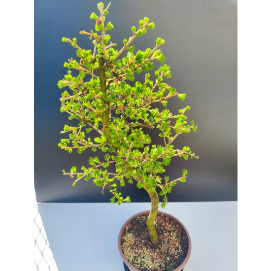 Żywe Drzewko Bonsai Modrzew Europejski Larix Decidua Prezent 11-letni 197