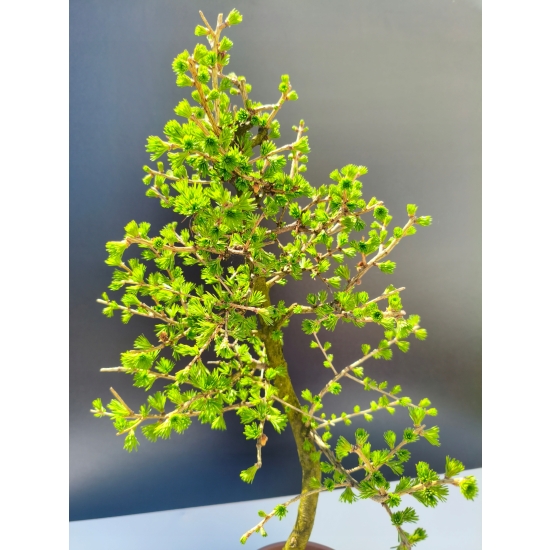 Żywe Drzewko Bonsai Modrzew Europejski Larix Decidua Prezent 11-letni 197