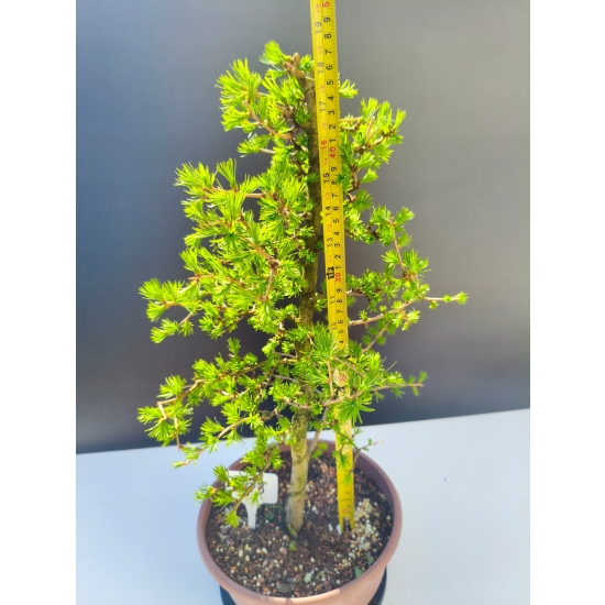 Żywe Drzewko Bonsai Modrzew Europejski Larix Decidua Prezent 11-letni 203