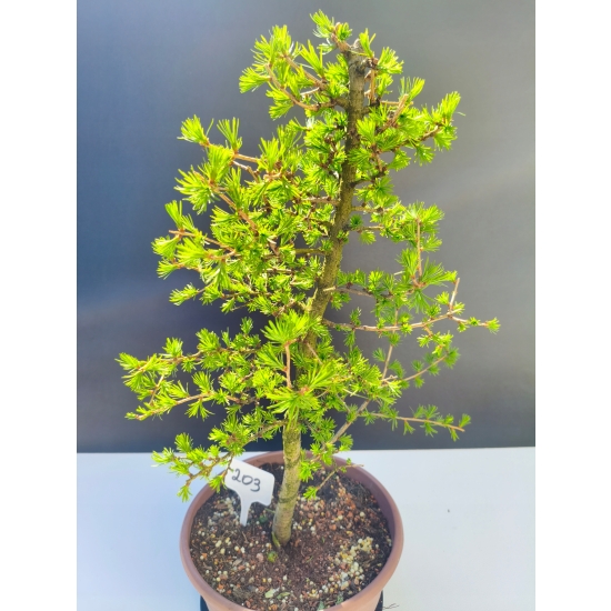 Żywe Drzewko Bonsai Modrzew Europejski Larix Decidua Prezent 11-letni 203