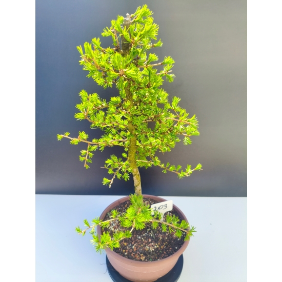 Żywe Drzewko Bonsai Modrzew Europejski Larix Decidua Prezent 11-letni 203