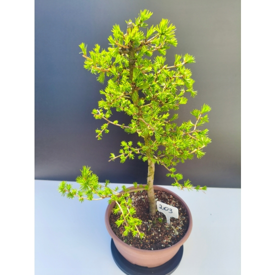 Żywe Drzewko Bonsai Modrzew Europejski Larix Decidua Prezent 11-letni 203