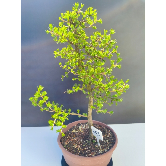 Żywe Drzewko Bonsai Modrzew Europejski Larix Decidua Prezent 11-letni 203