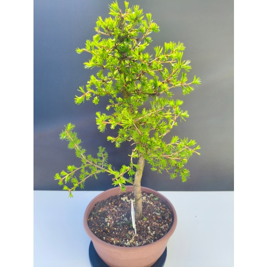 Żywe Drzewko Bonsai Modrzew Europejski Larix Decidua Prezent 11-letni 203