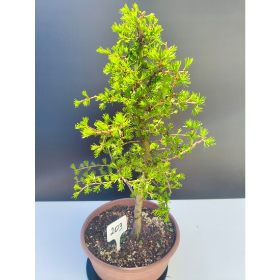 Żywe Drzewko Bonsai Modrzew Europejski Larix Decidua Prezent 11-letni 203