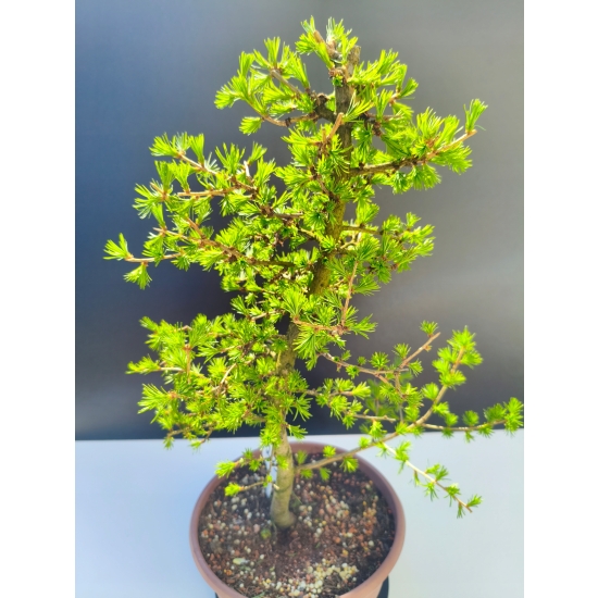 Żywe Drzewko Bonsai Modrzew Europejski Larix Decidua Prezent 11-letni 203