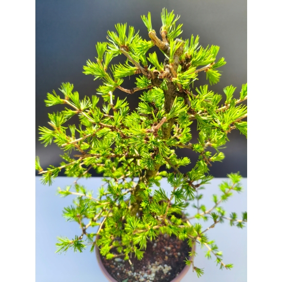 Żywe Drzewko Bonsai Modrzew Europejski Larix Decidua Prezent 11-letni 203