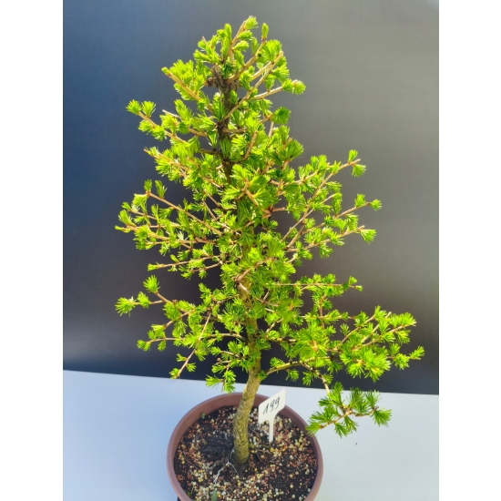 Żywe Drzewko Bonsai Modrzew Europejski Larix Decidua Prezent 11-letni 199